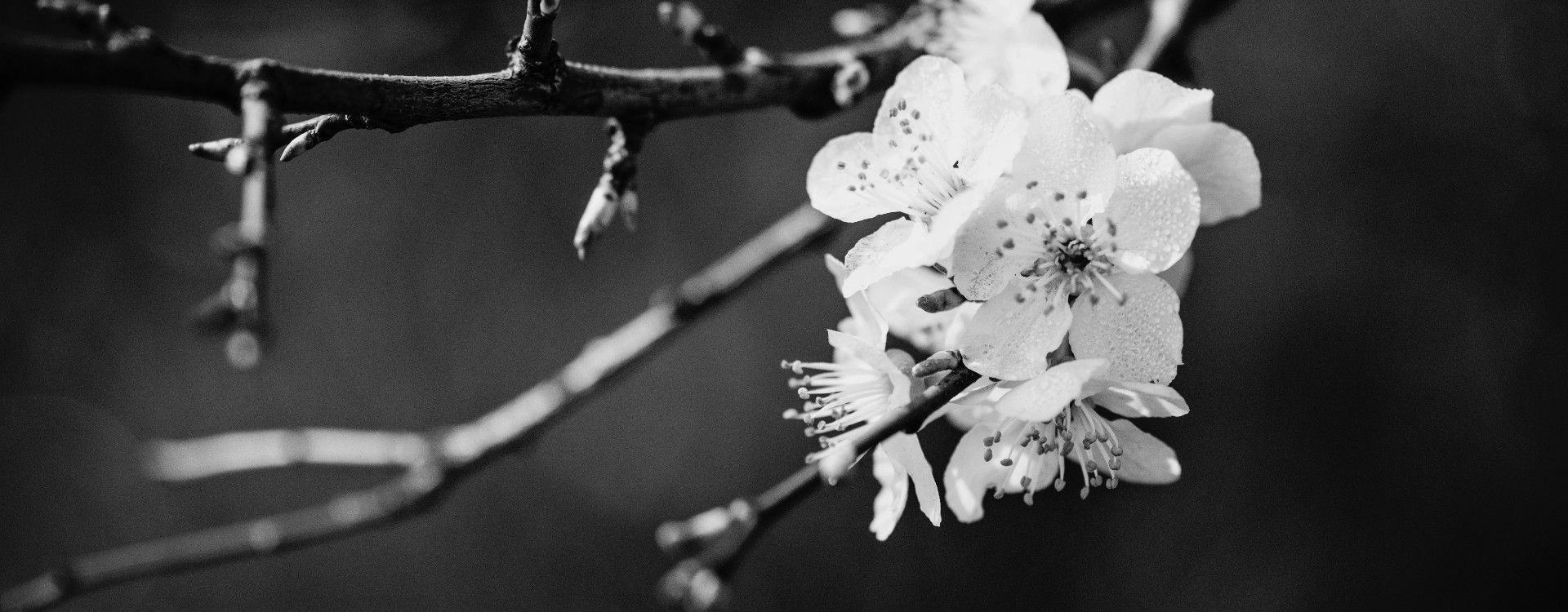 Loyalty - Noble Wealth Management