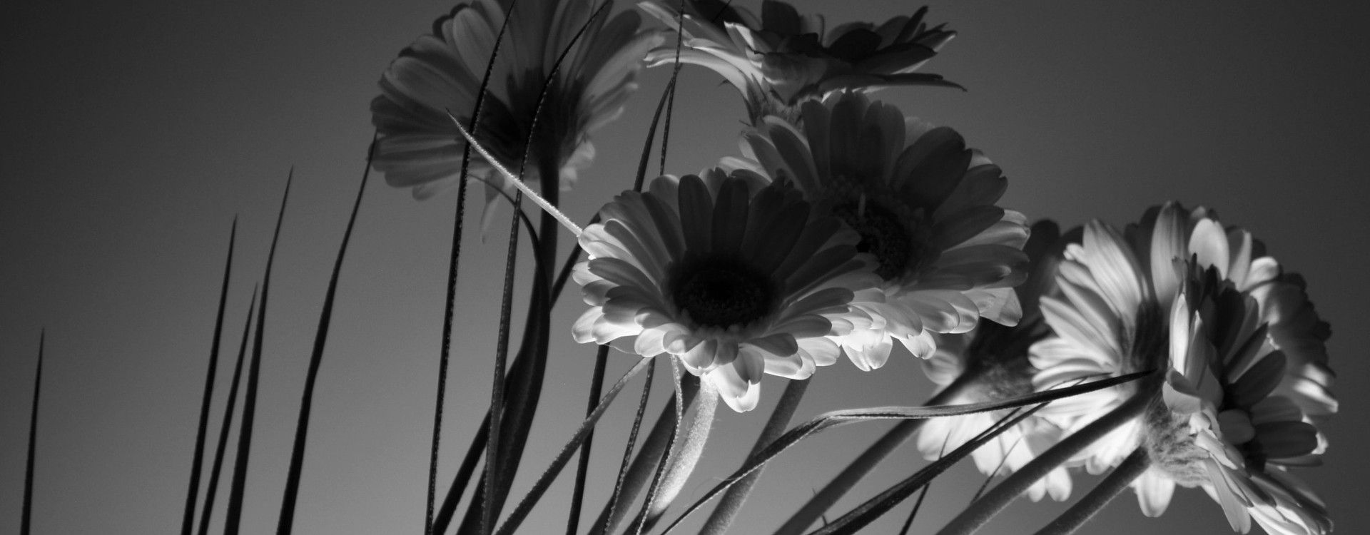 Honour - Noble Wealth Management